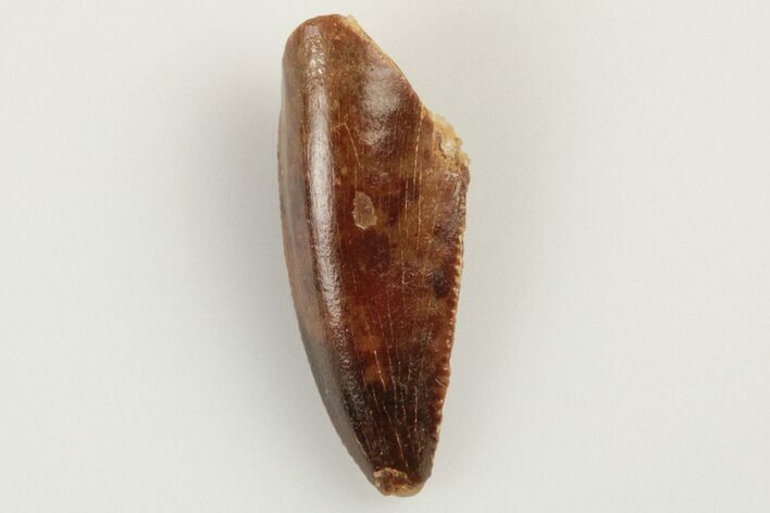 Serrated, Raptor Tooth - Real Dinosaur Tooth #193060